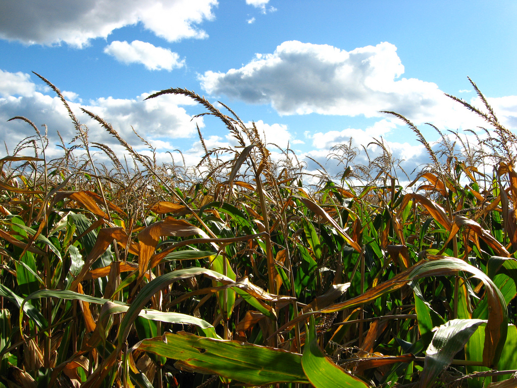 A field of Corn crops
