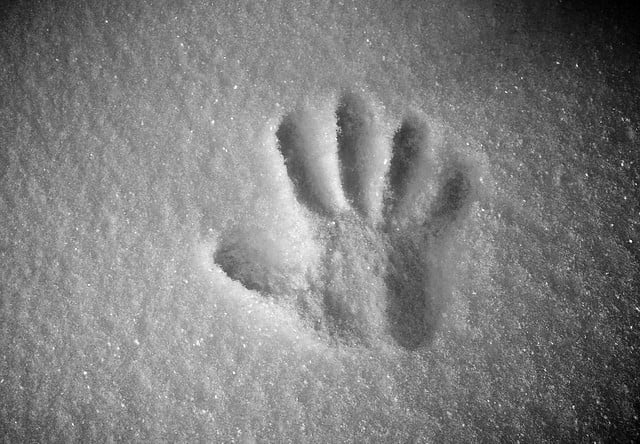 palm print in snow