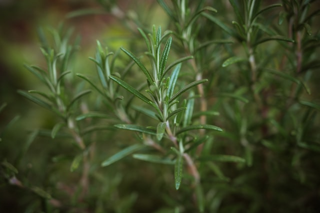 Rosemary is a natural remedy that is good for you
